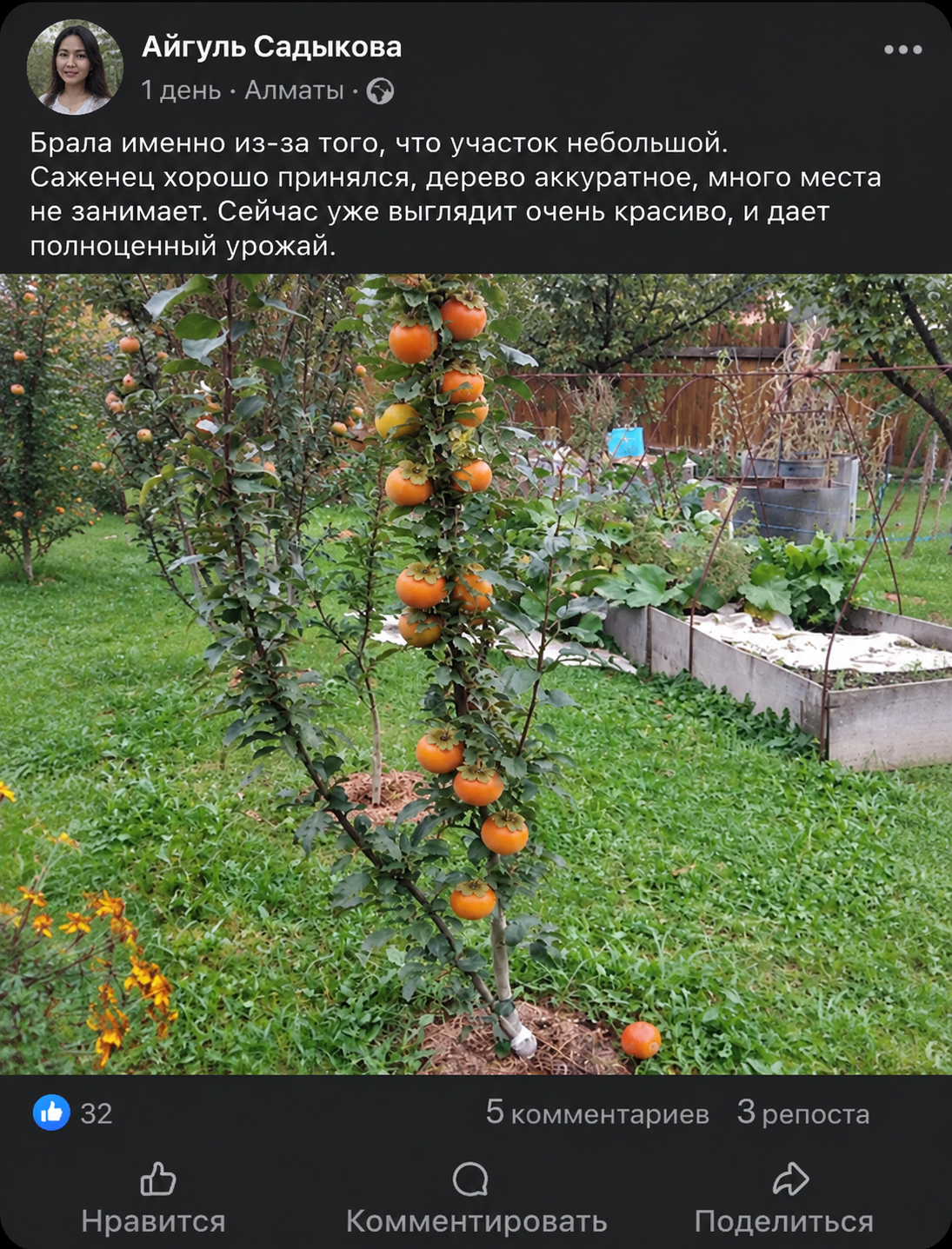 Отзыв Айгуль Садыковой из Алматы: Брала именно из-за того, что участок небольшой. Саженец хорошо принялся, дерево аккуратное, много места не занимает. Сейчас уже выглядит очень красиво, и дает полноценный урожай.